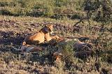 TANZANIA - Serengeti National Park - Leoni Lions - 22